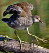 Gallinule d'Amérique