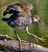 Common Gallinule