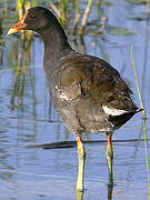 Gallinule d'Amérique