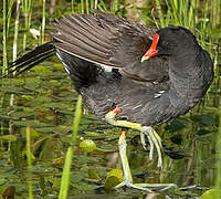 Gallinule d'Amérique