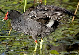 Common Gallinule