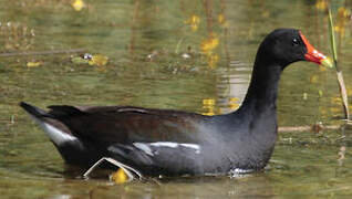 Gallinule d'Amérique