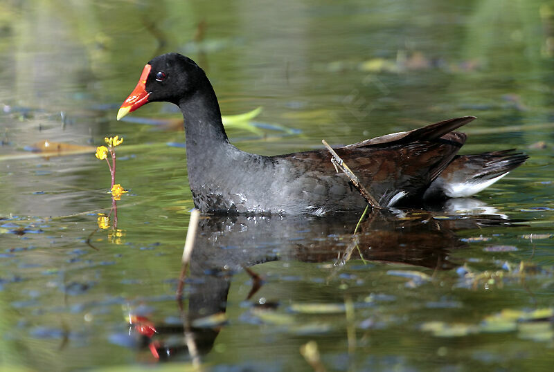 Common Gallinule