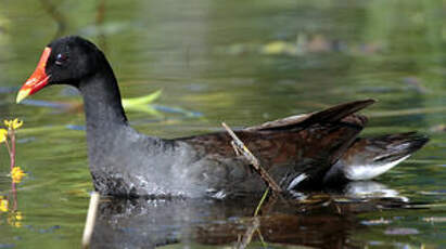 Gallinule d'Amérique