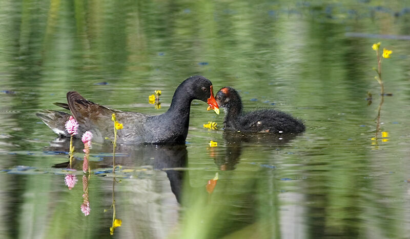 Common Gallinule juvenile