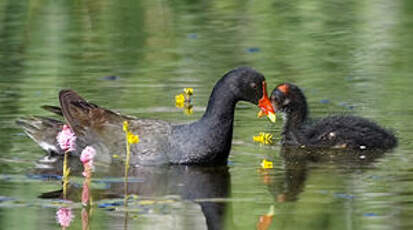 Gallinule d'Amérique