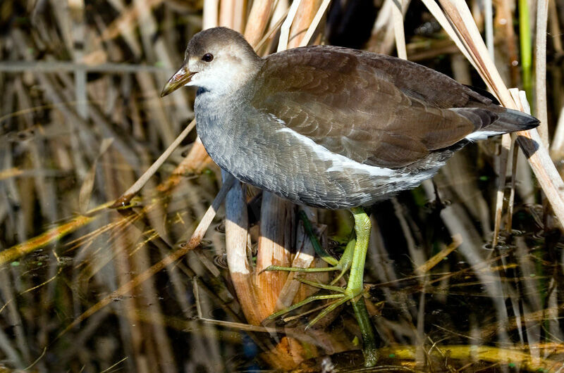 Common Gallinulejuvenile, identification