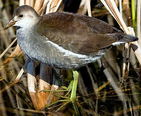 Gallinule d'Amérique