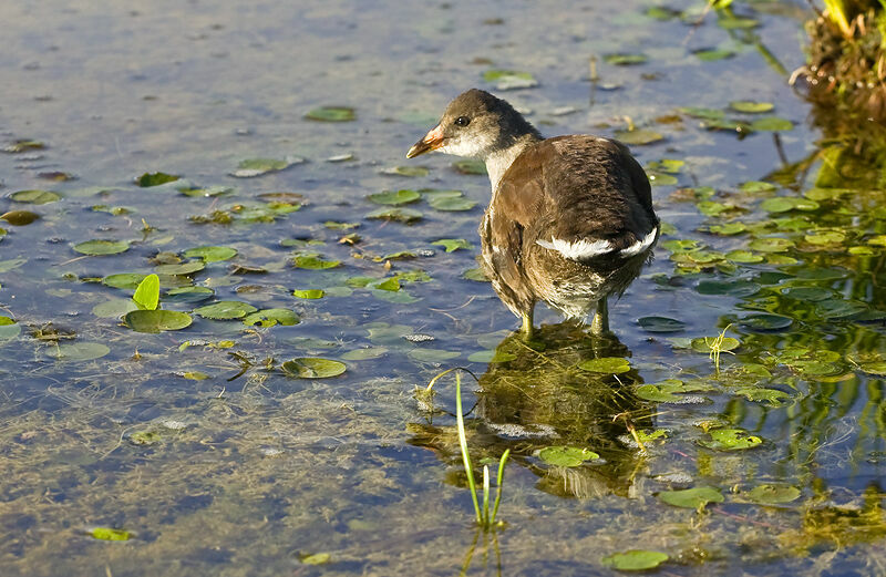 Gallinule poule-d'eaujuvénile