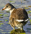 Gallinule poule-d'eau