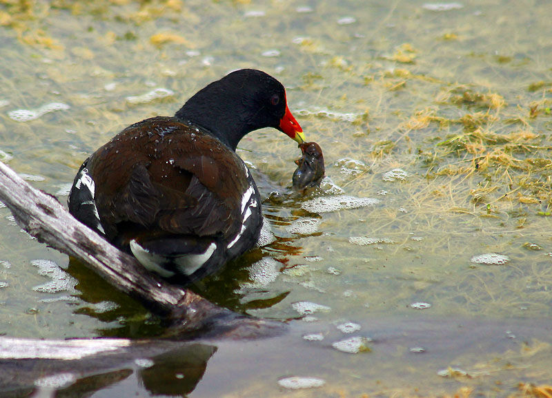 Common Moorhen