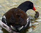 Gallinule poule-d'eau