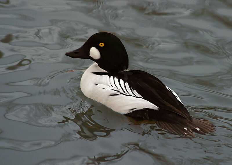 Common Goldeneye