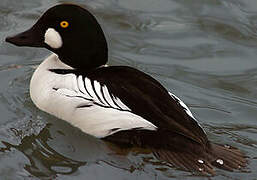 Common Goldeneye