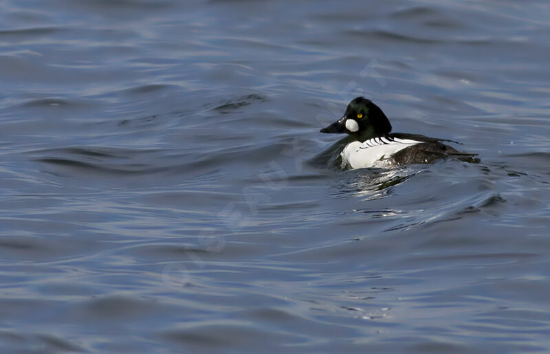 Common Goldeneye, identification