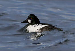 Common Goldeneye