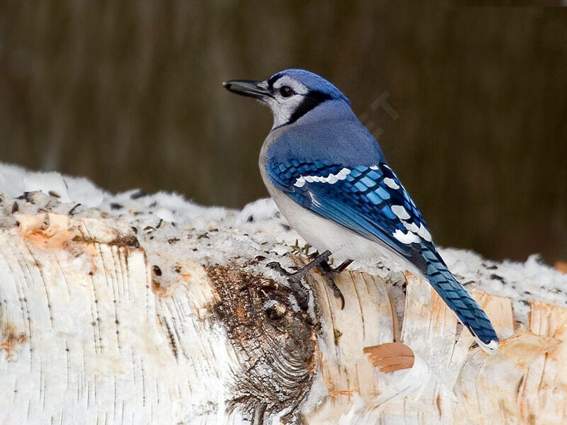 Blue Jay