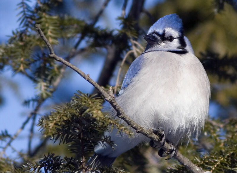 Blue Jay