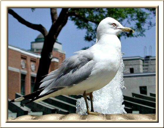 Ring-billed Gull