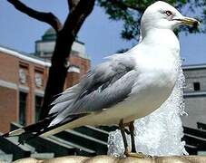 Ring-billed Gull