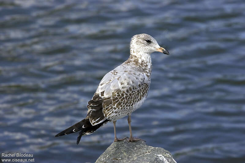 Ring-billed GullFirst year, identification