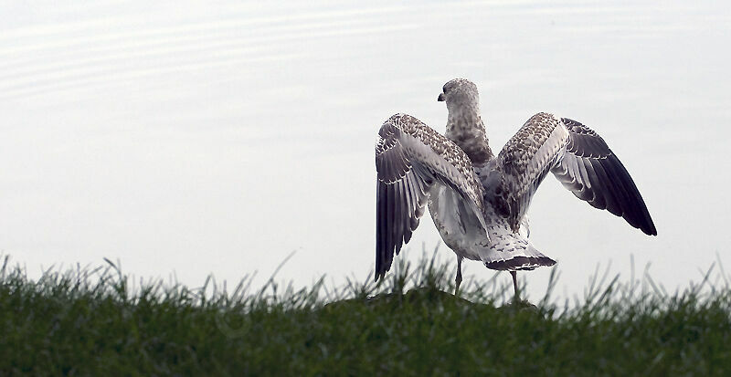 Ring-billed Gulljuvenile