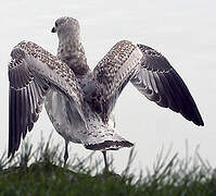 Ring-billed Gull