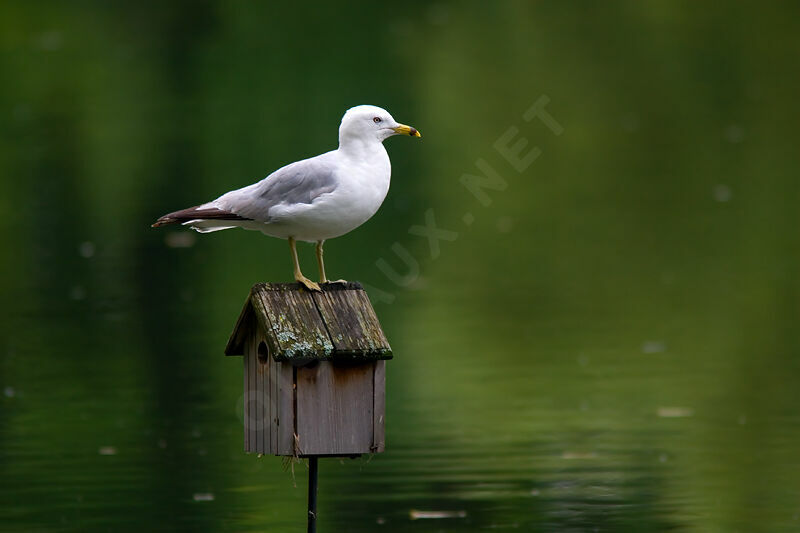 Ring-billed Gull