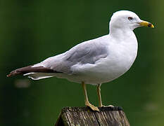 Ring-billed Gull