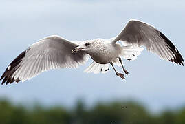 Ring-billed Gull