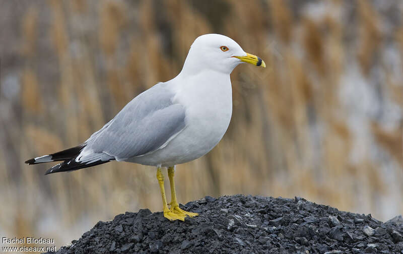 Ring-billed Gulladult, identification