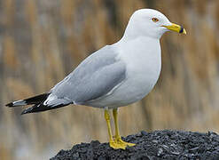 Ring-billed Gull