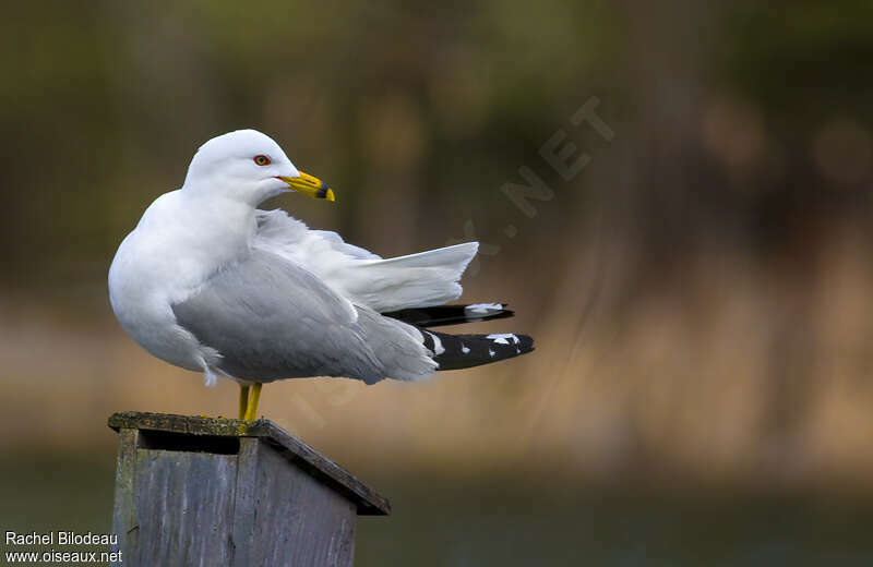 Ring-billed Gulladult, identification, care, Behaviour