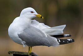 Ring-billed Gull