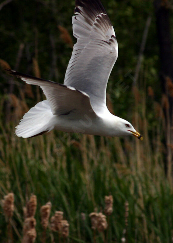 Ring-billed Gull