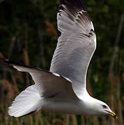 Ring-billed Gull