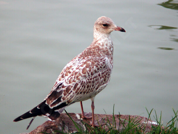 Ring-billed Gull