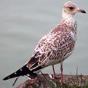 Ring-billed Gull