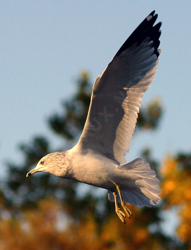 Ring-billed Gull