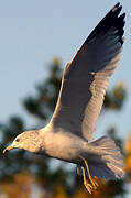 Ring-billed Gull