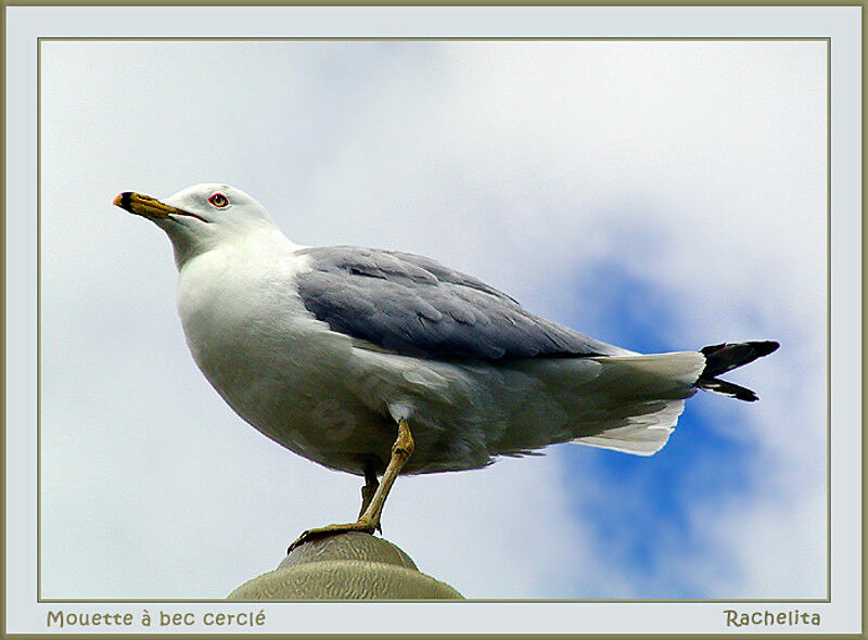 Ring-billed Gull