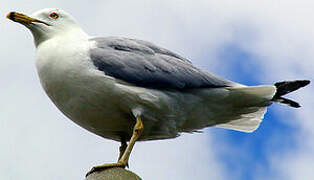 Ring-billed Gull