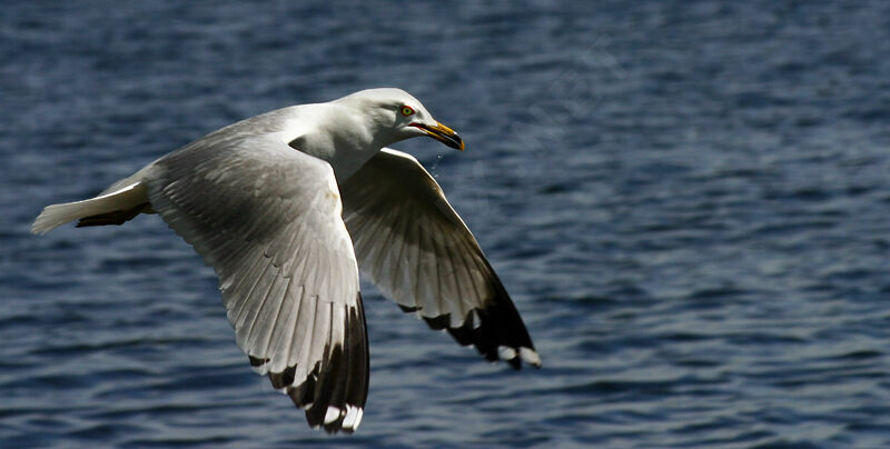 Ring-billed Gull