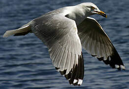 Ring-billed Gull