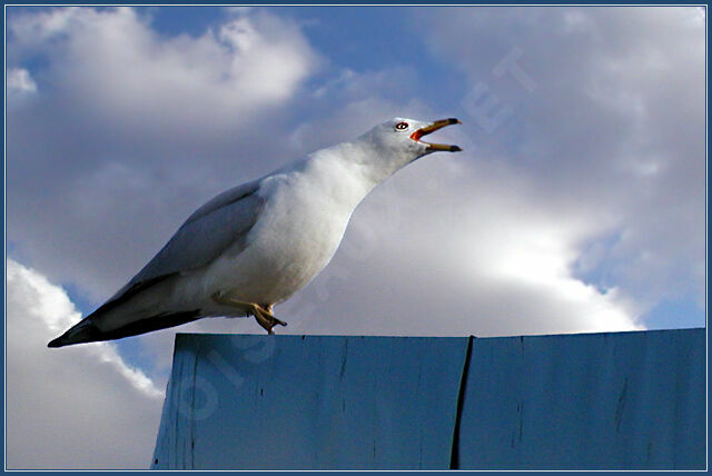 Ring-billed Gull