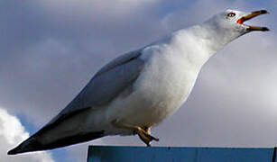 Ring-billed Gull