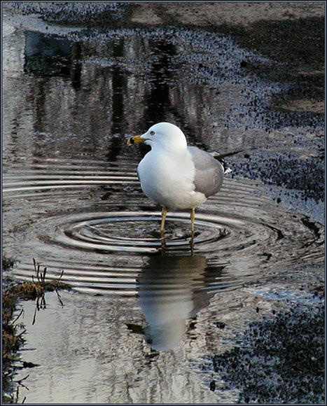 Ring-billed Gull