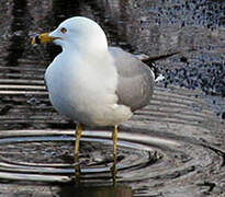 Ring-billed Gull