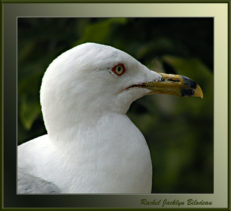 Ring-billed Gull