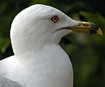 Ring-billed Gull